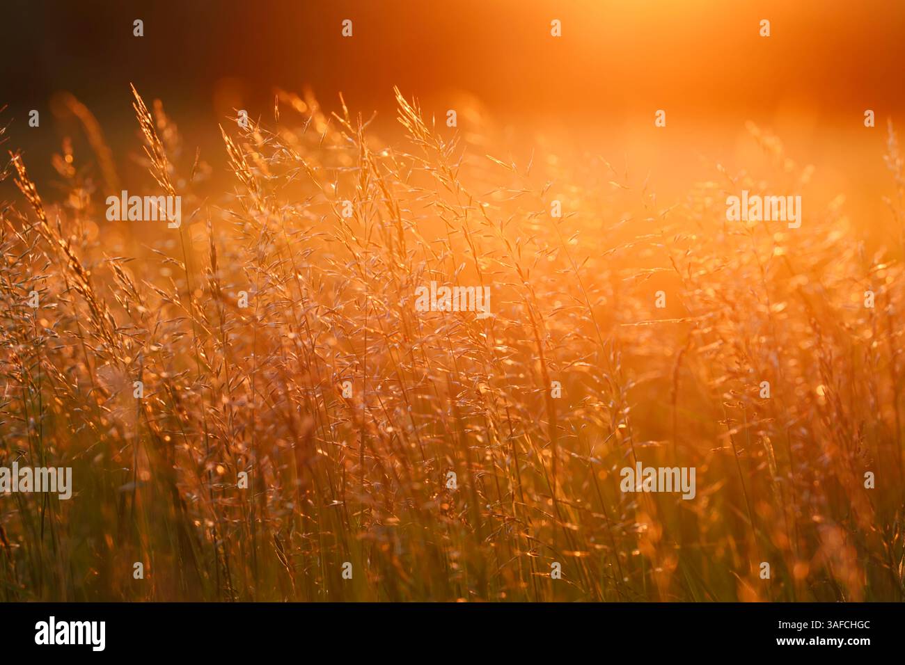 Graminées au lever du soleil, Rhénanie du Nord-Westphalie, Allemagne | Gräser BEI Sonnenaufgang, Nordrhein-Westfalen, Deutschland Banque D'Images