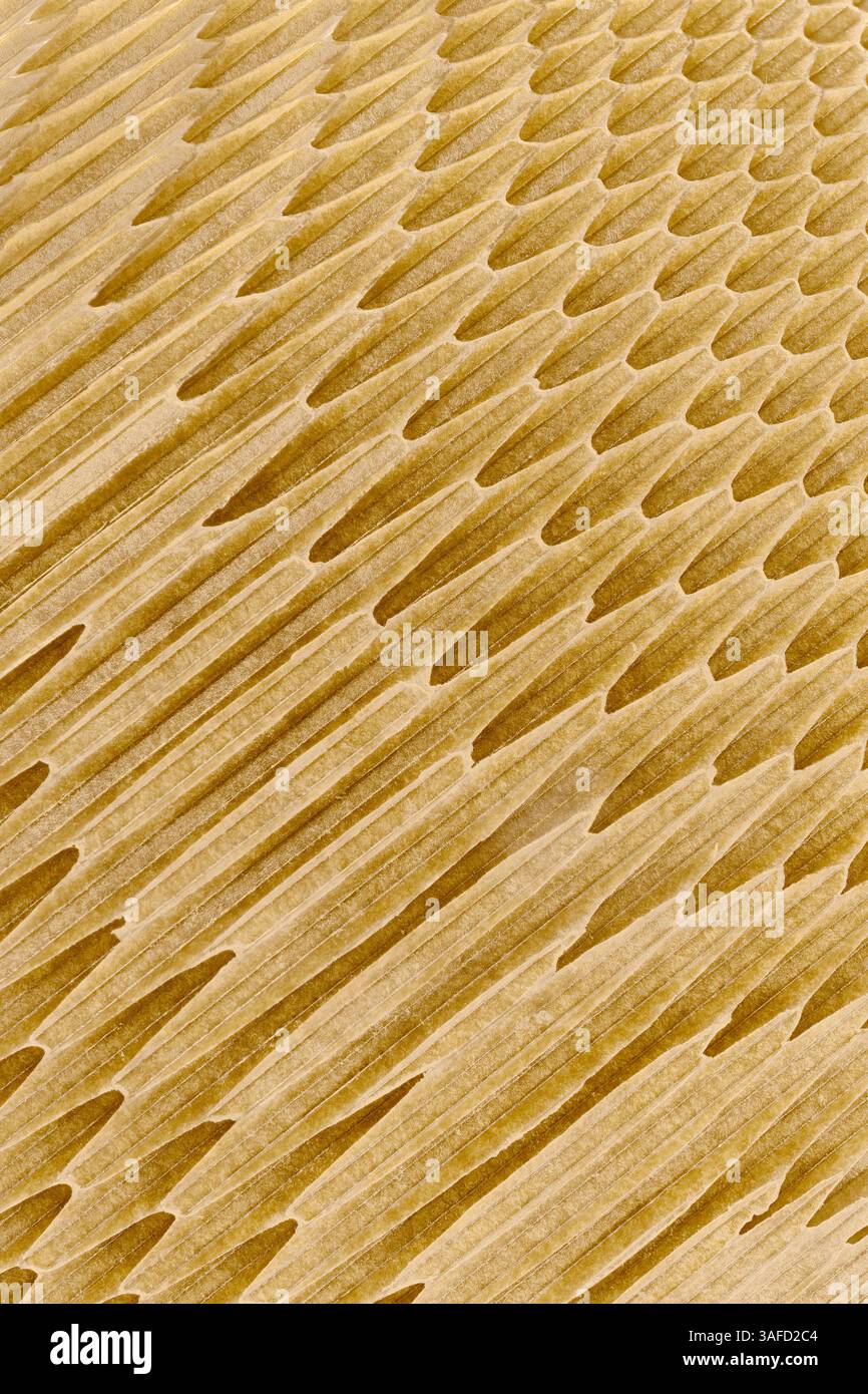 Cellules creuses de structure en nid d'abeilles en fibre de verre ou un autre matériau composite, gros plan, fond industriel abstrait Banque D'Images