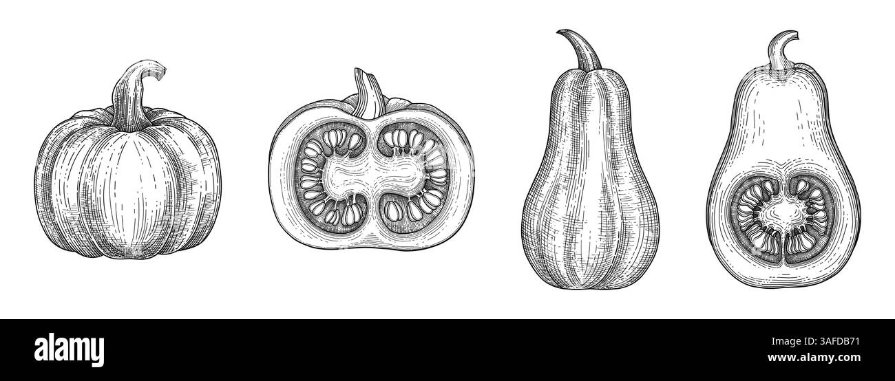 Esquisse de barres obliques. Citrouille variété de dessin feuilles de citrouille dessins à la main, doodle rétro vintage gourde saison d'automne légumes traiteur d'automne, set ing Illustration de Vecteur