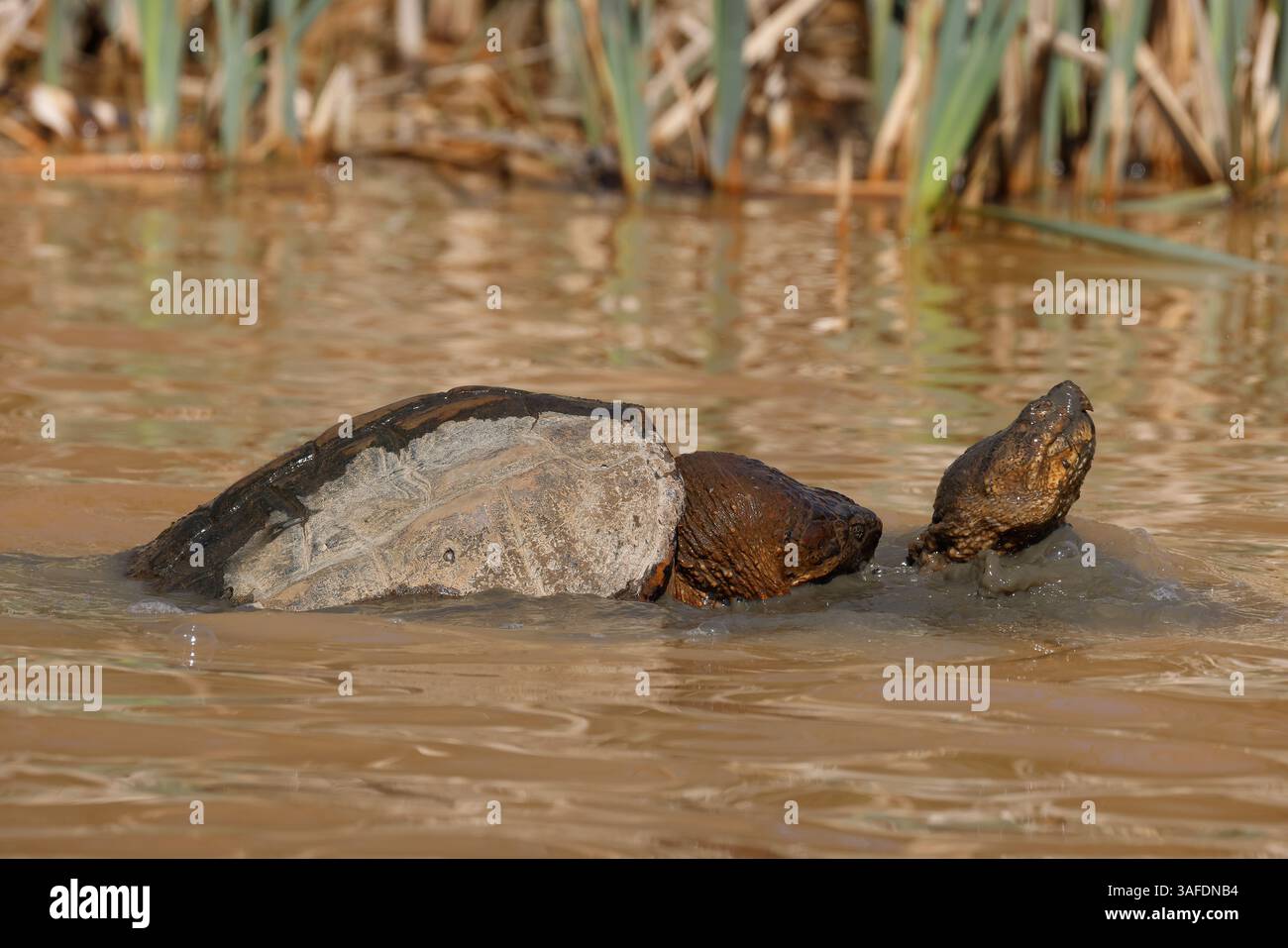 Tortues cueilleuses, Chelydra serpentina, accouplement, Maryland Banque D'Images