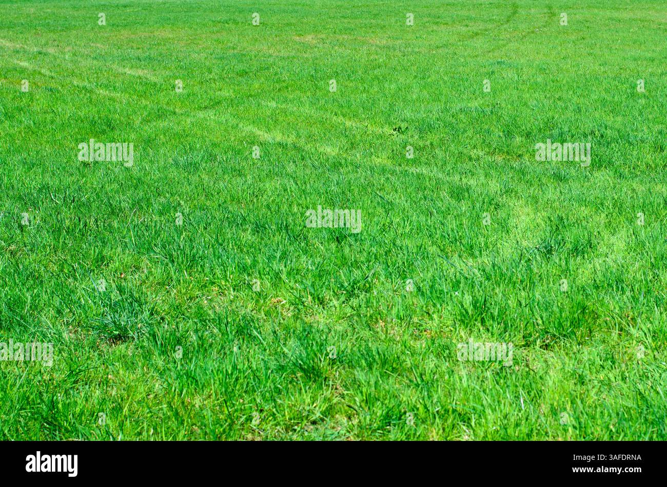 Terrain vert herbeux avec marques de chenilles de pneus Banque D'Images