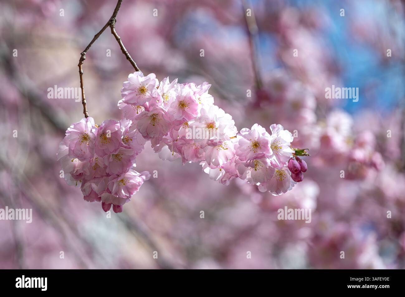 Gros plan des cerisiers en fleurs sur l'emblématique cerisier japonais à Prästgatan 13 dans le centre-ville de Norrköping au printemps en Suède Banque D'Images