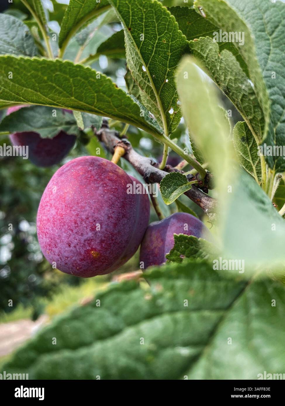 Prunes mûres sur l'arbre. Vue rapprochée de quelques pendins de prunes violettes sur une branche d'arbre au milieu de feuilles vertes. Banque D'Images