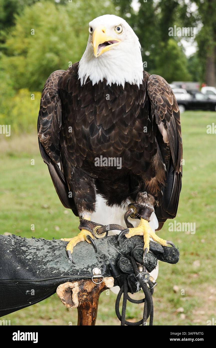 Septembre 3, 2012 - créé Louis, Missouri, U.S. - The American Icon, a Bald Eagle, exposé au 2e Festival annuel des vétérans au Forest Park à Saint Louis, Missouri. Le festival honore tous ceux qui ont servi dans l'armée américaine de la guerre révolutionnaire à nos jours. (Crédit image : © Richard Ulreich/ZUMApress.com) Banque D'Images