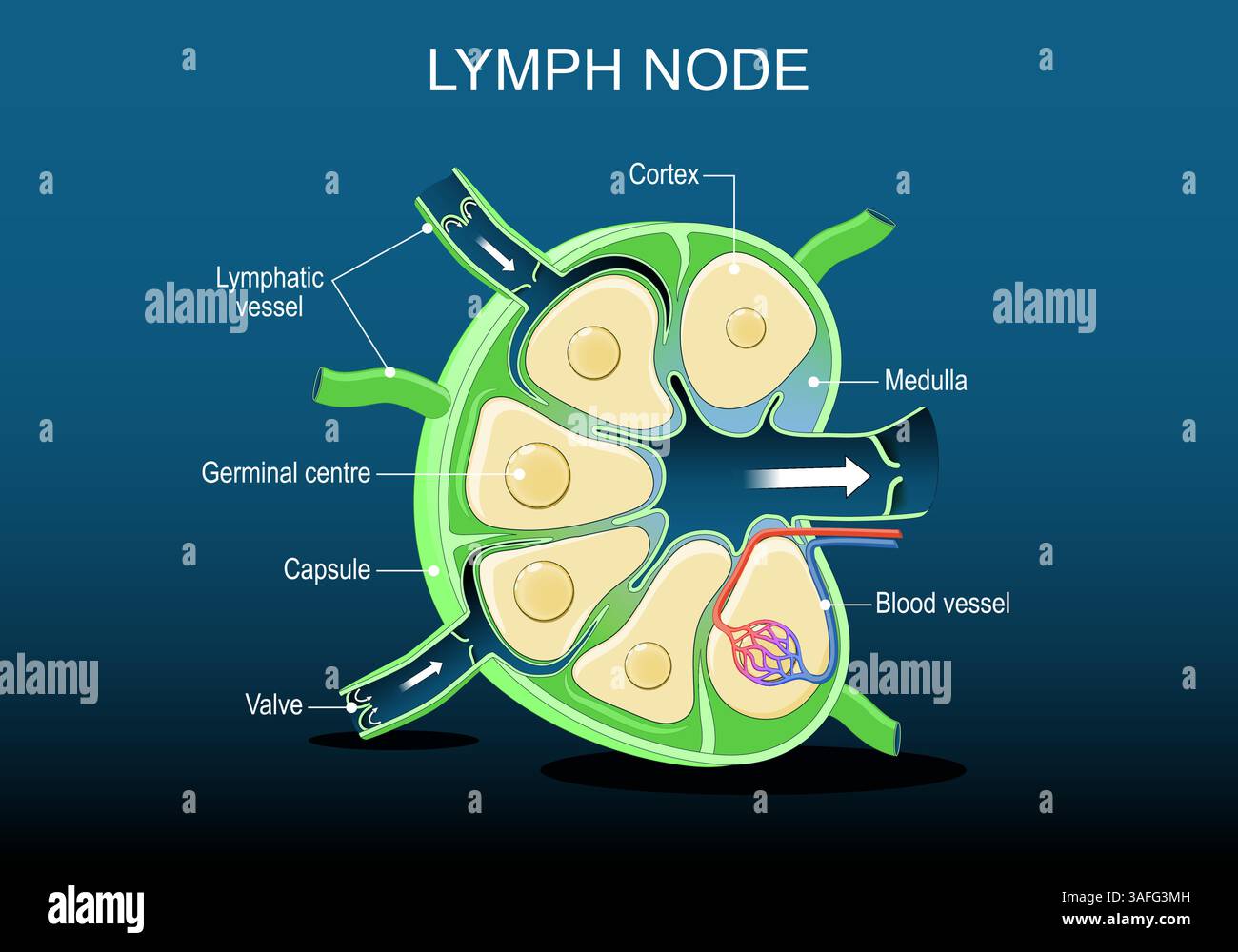 Anatomie du nœud lymphatique. Section transversale d'un ganglion lymphatique. Partie du système immunitaire humain. Illustration vectorielle. Schéma médical. Illustration de Vecteur