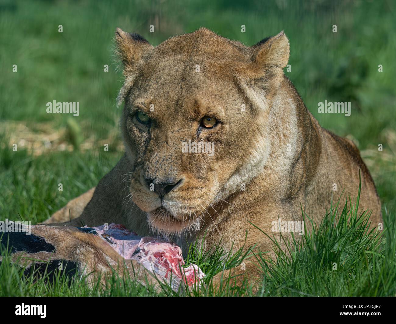 Lionne africaine Banque D'Images