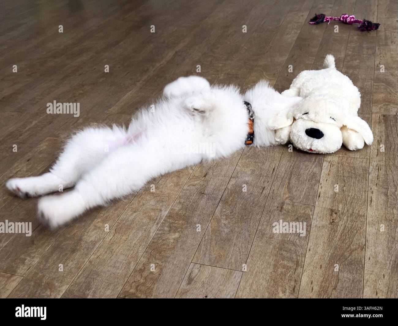 Un chiot Samoyède blanc dormant paisiblement étendu sur un plancher en bois à la maison. Banque D'Images