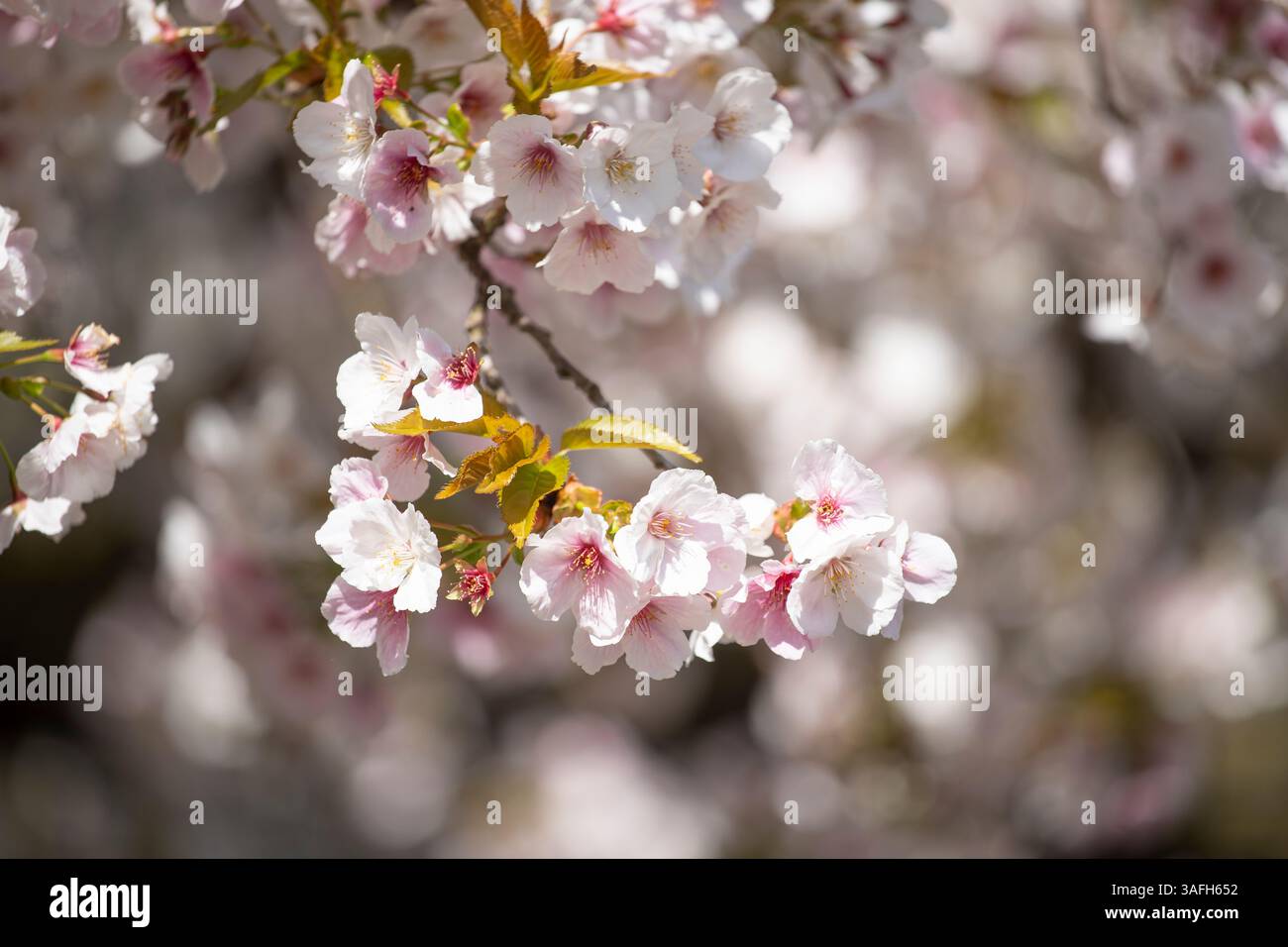 Gros plan sur les fleurs roses d'un arbre en fleurs Banque D'Images