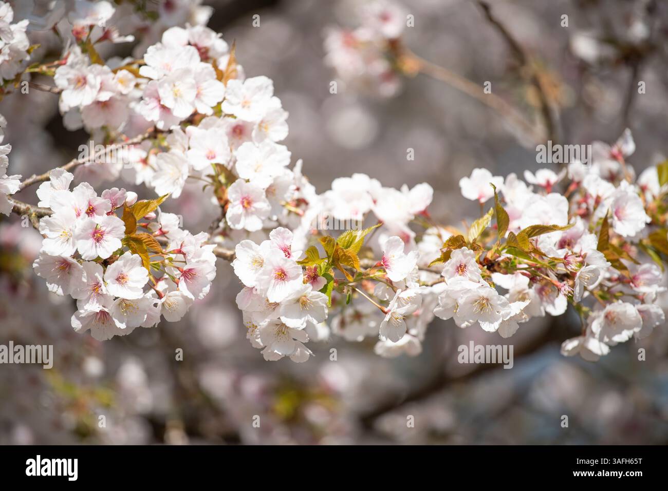 Gros plan sur les fleurs roses d'un arbre en fleurs Banque D'Images