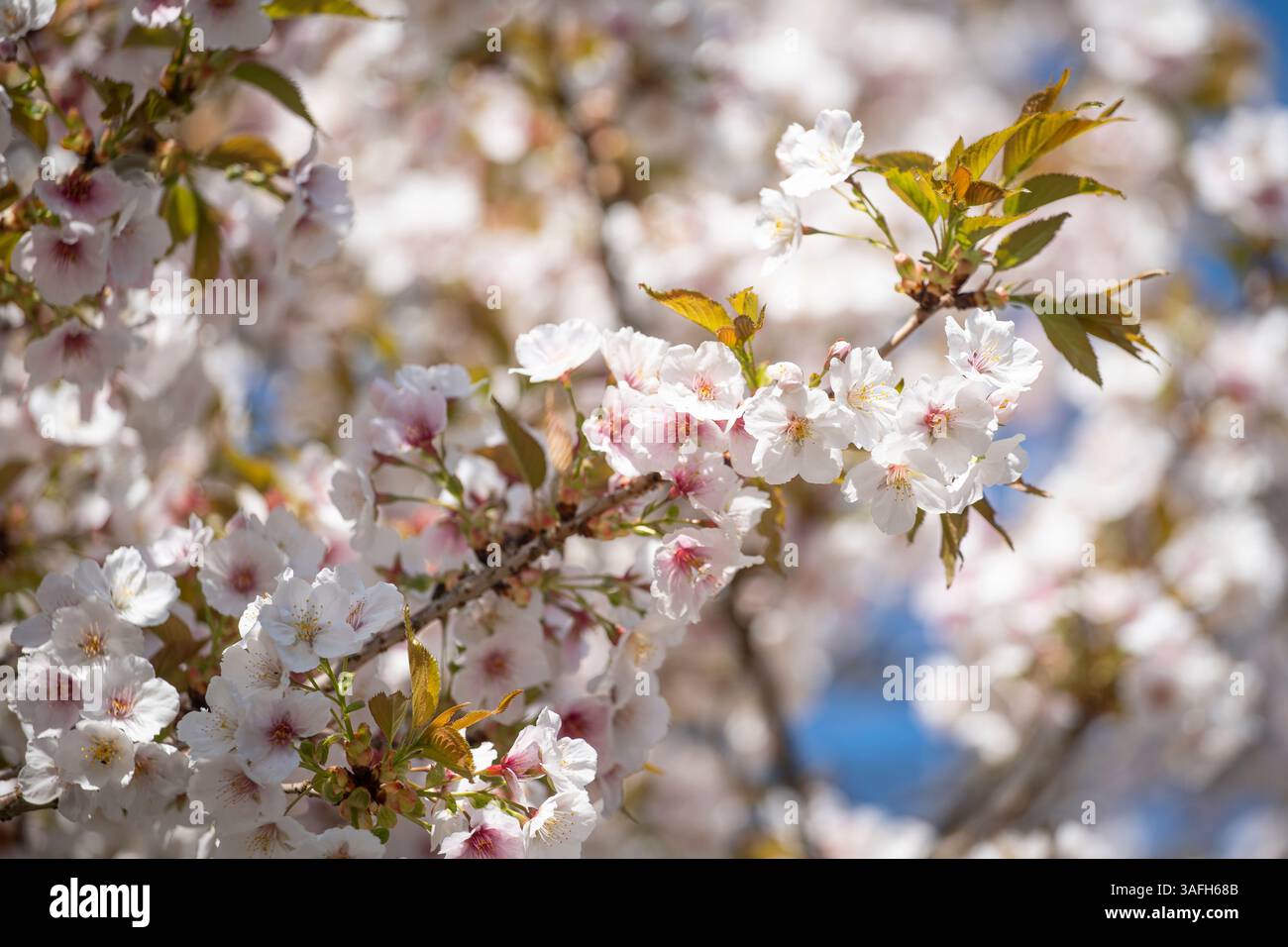 Gros plan sur les fleurs roses d'un arbre en fleurs Banque D'Images