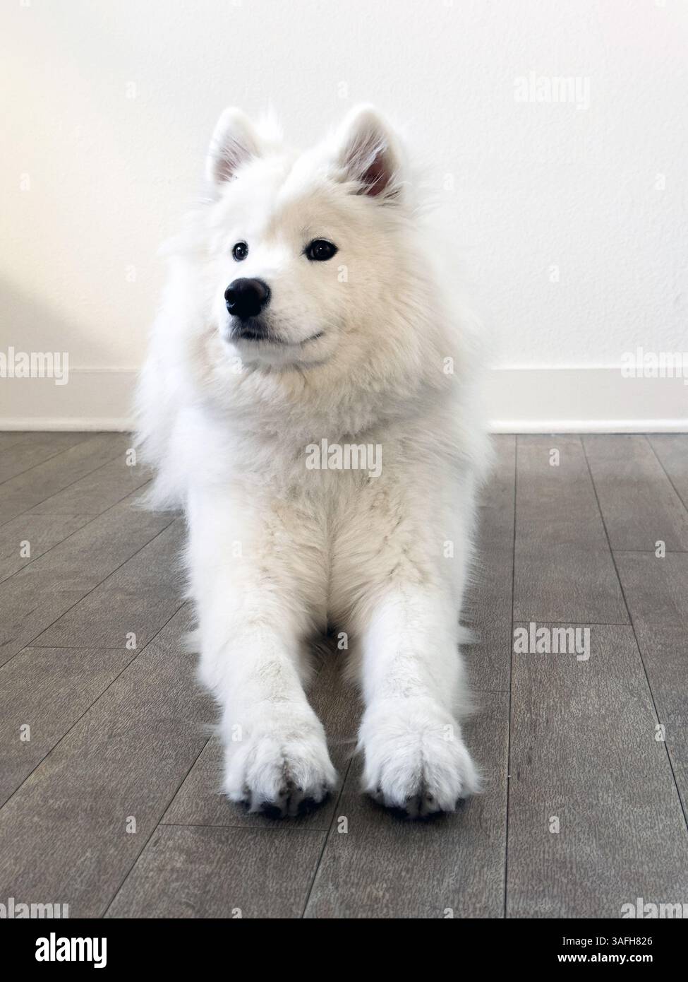 White Samoyed puppy lying stretched out on a wooden floor while resting indoors Banque D'Images