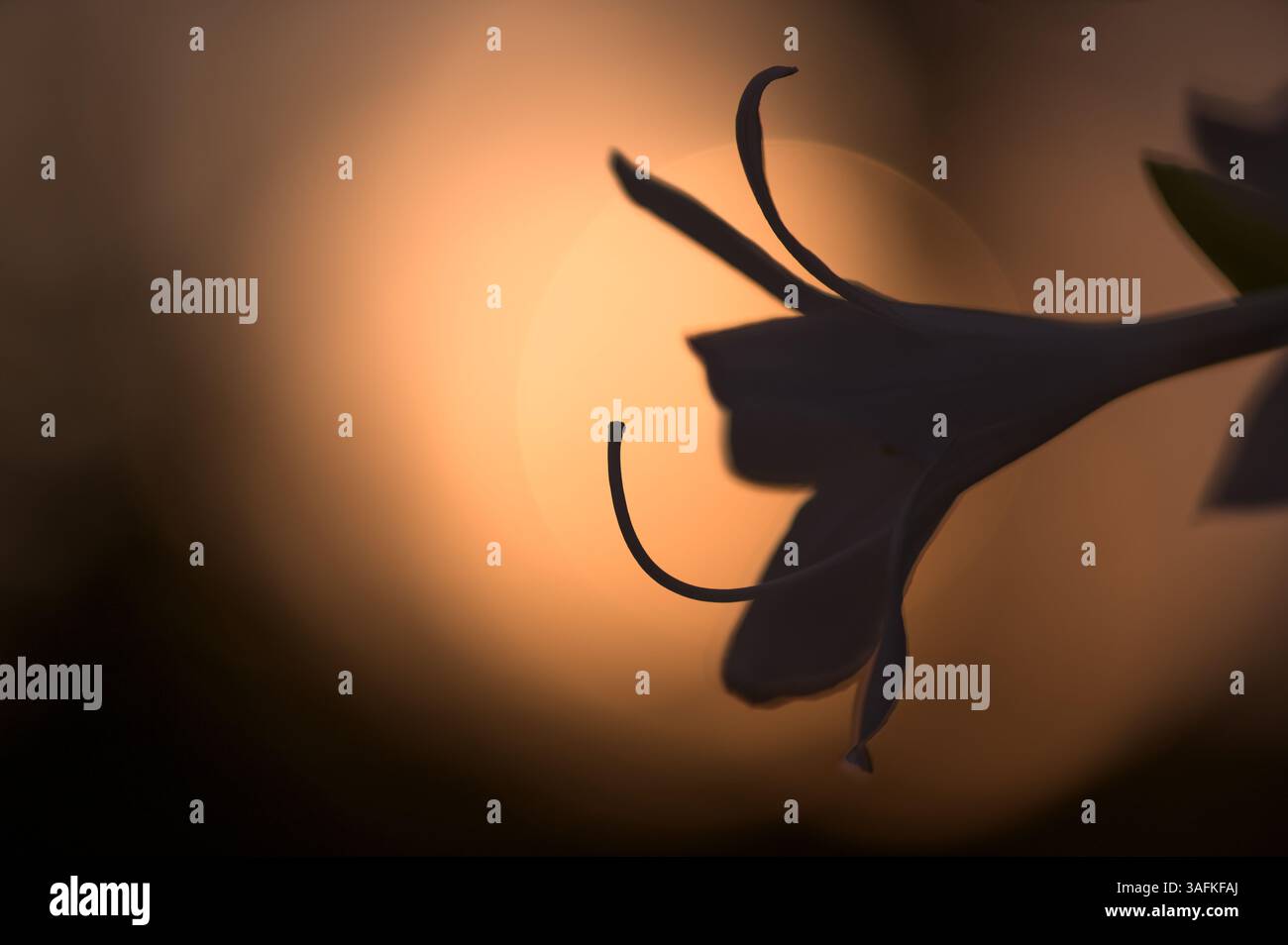 photo artistique en gros plan d'une fleur contre la lumière Banque D'Images