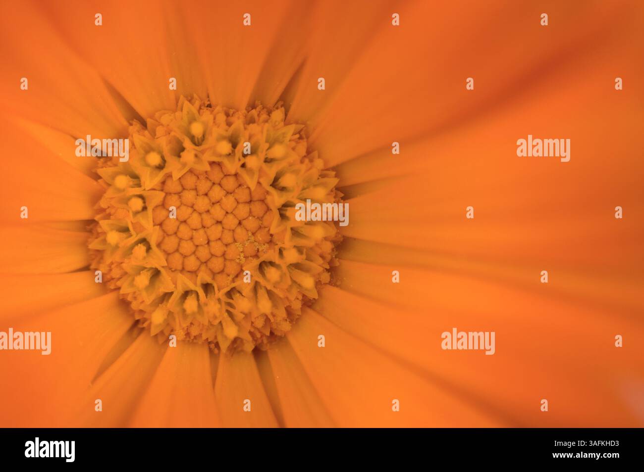 Gros plan du centre d'une fleur de Calendula officinalis Banque D'Images