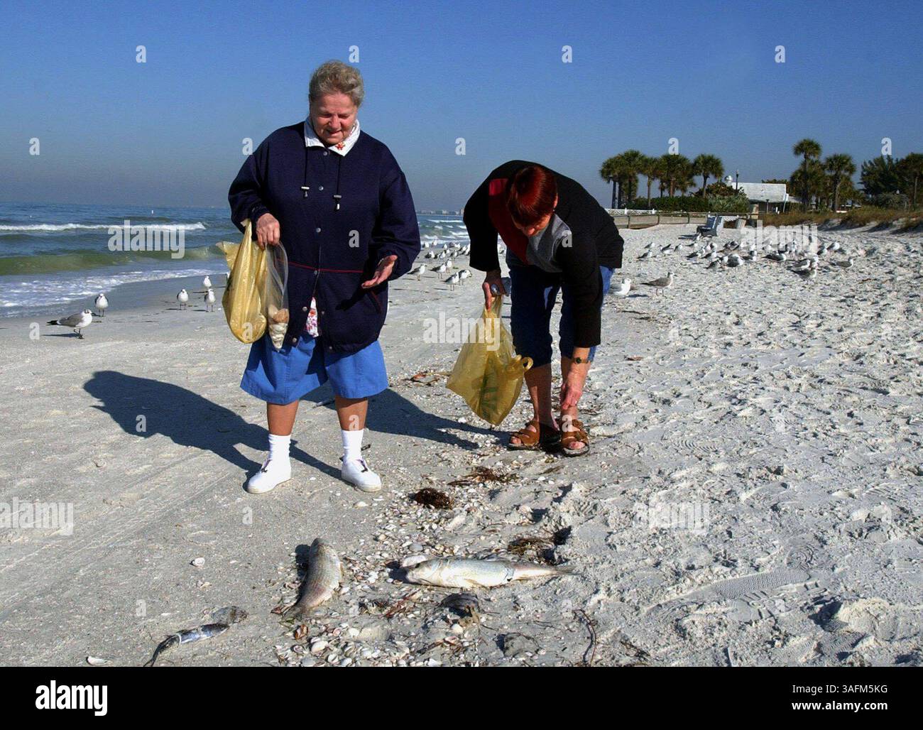 On a signalé des éclosions de marée rouge de Pass-A-grille à Crystal River. Localement, l’éclosion semblait être la plus grave dans la région de Pass-A-Griile Beach, où il y avait des poissons morts sur la plage et des spectateurs éternuant alors qu’ils marchaient sur le rivage.****des photos ont été prises vendredi (16 janvier 2004).***photo 2. Sur la plage à Pass A-grille, de la gauche sont : Margaret Garrad (cq), du Mt. Vernon, Ohio et Norma Harris (cq), de composé Petersburg. Ils étaient sur la plage à ramasser des obus et à les placer dans des sacs. Harris porte une serviette pour essuyer toute marée rouge (crédit image : St Petersburg Times/ZUMAPRESS. Banque D'Images
