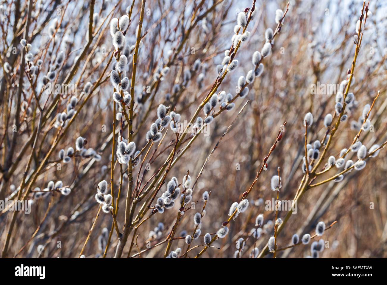 Branches de saule chatte ornées de chatons doux et fourrés, capturées sur fond flou au printemps. La toile de fond sereine et les caractéristiques délicates Banque D'Images