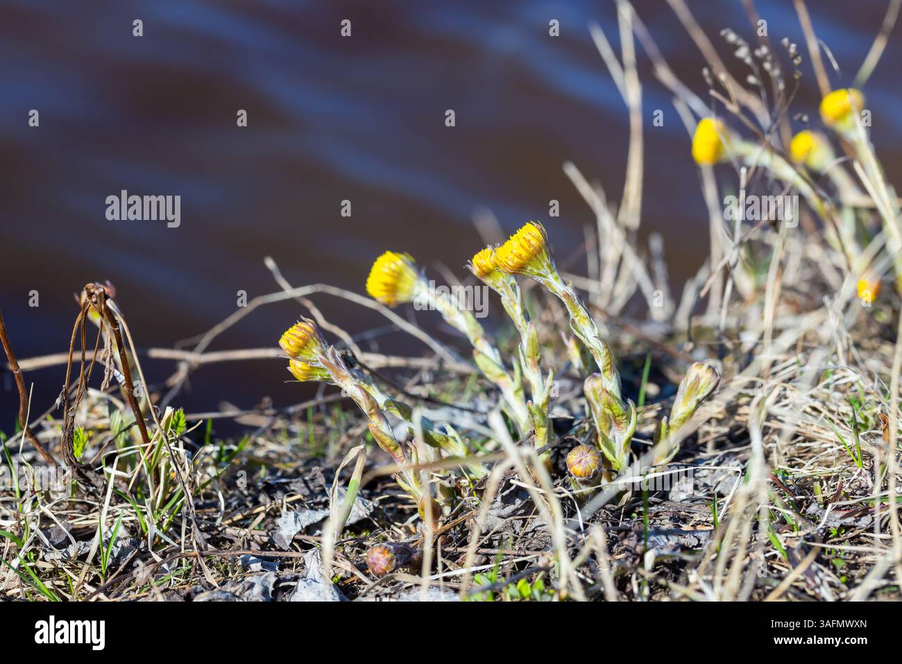 Tussilago farfara communément appelé Coltsfoot. Les fleurs de printemps jaunes sauvages poussent dans l'herbe sèche sur la côte du lac, photo naturelle prise un jour ensoleillé Banque D'Images