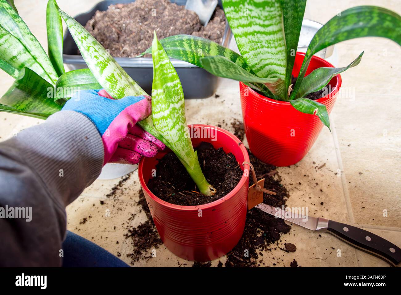 Transplanter et séparer une plante de serpent : placer une plante de serpent divisée dans un nouveau pot. Banque D'Images