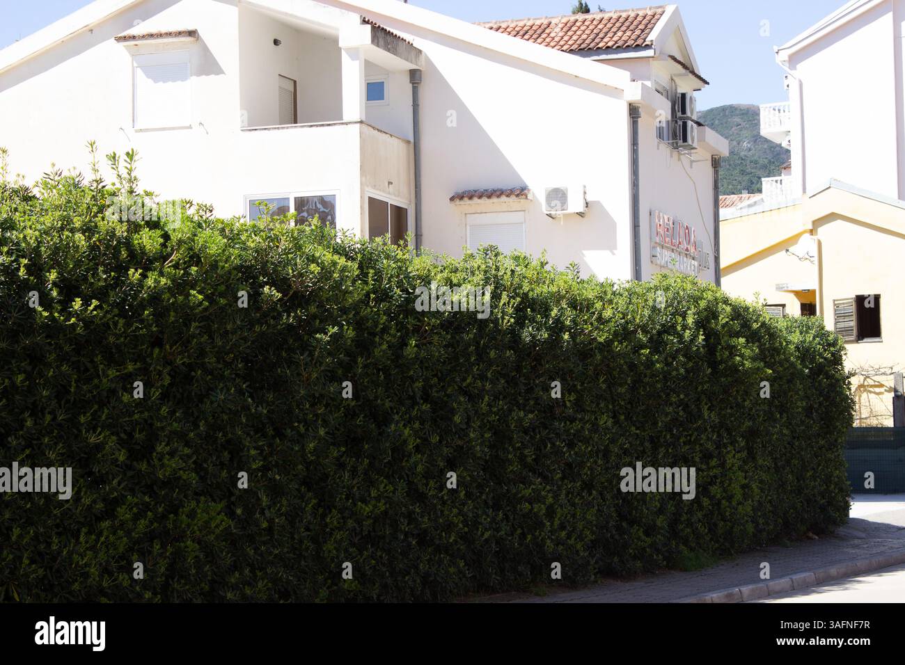 Budva, Monténégro - 03.19.2025 : haie verte au lieu d'une clôture en face de la maison Banque D'Images