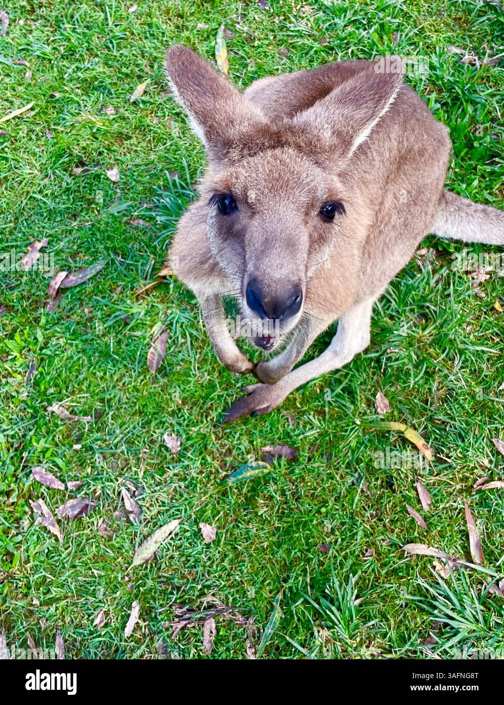 Un adorable kangourou gris de l'est regarde directement dans la caméra dans le sanctuaire des koalas de Lone Pine à Brisbane, Queensland, Australie - Image de stock capturée avec un smartphone