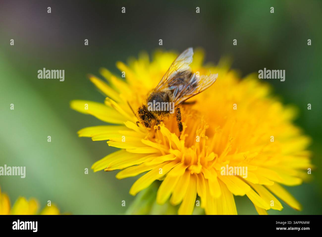 Gros plan d'une abeille sur un pissenlit en fleurs, avec du pollen visible sur son corps. Une photo macro d'une abeille pollinisant un pissenlit jaune vif contre Banque D'Images
