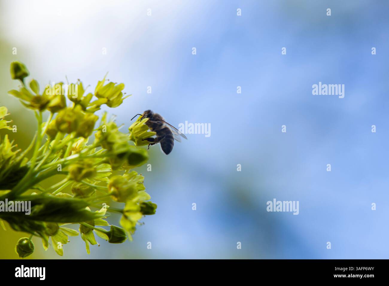 Abeille collectant le pollen d'une fleur d'érable en fleurs, jouant un rôle crucial dans la pollinisation. Espace de copie, mise au point sélective. Banque D'Images