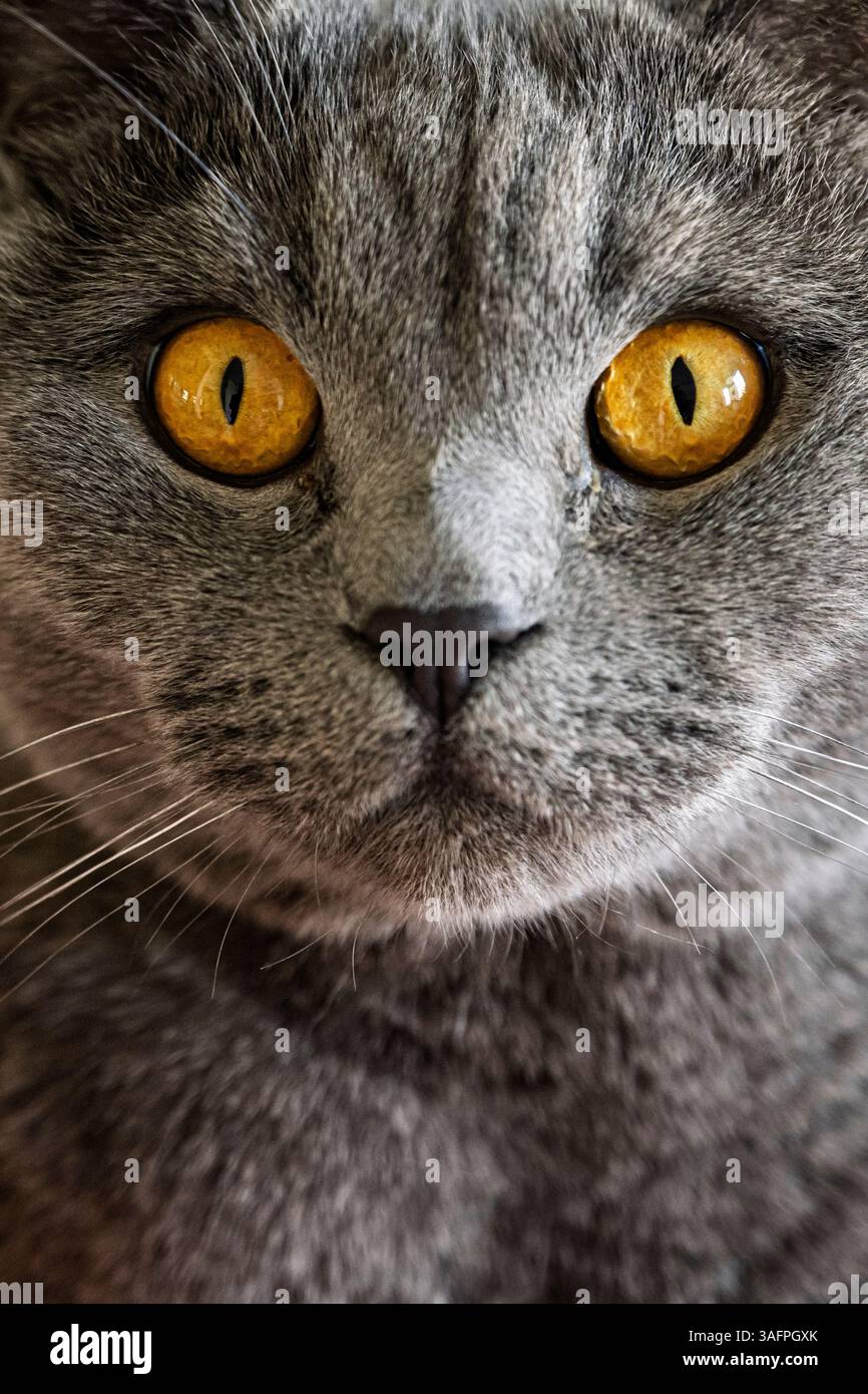 Contact visuel intense avec un chat gris British Blue (British Shorthair pedigree) avec les yeux jaunes face à la caméra Banque D'Images