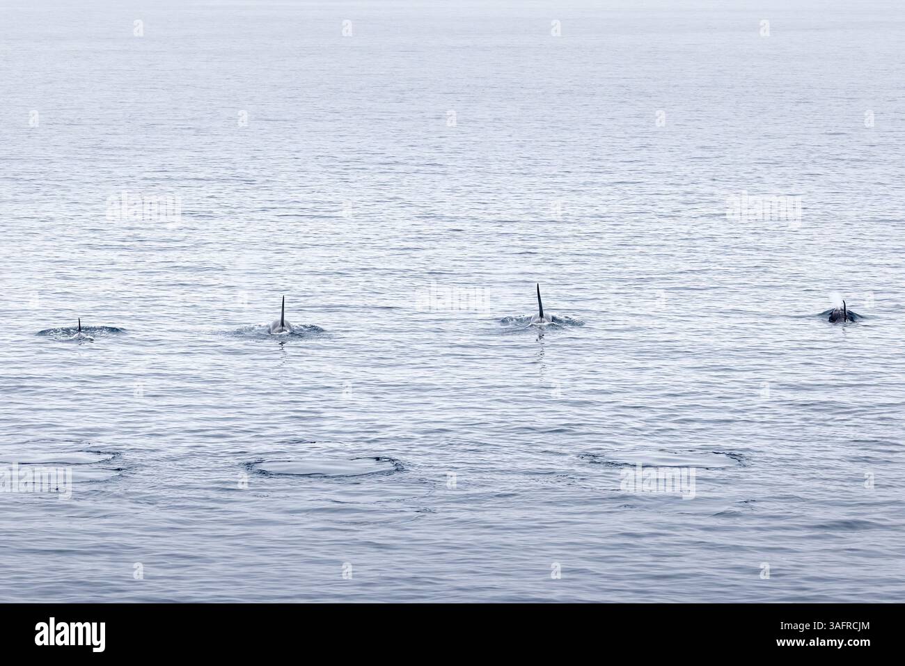 Orques dans le détroit de Davis, entre l'ouest du Groenland et l'île de Baffin. Banque D'Images