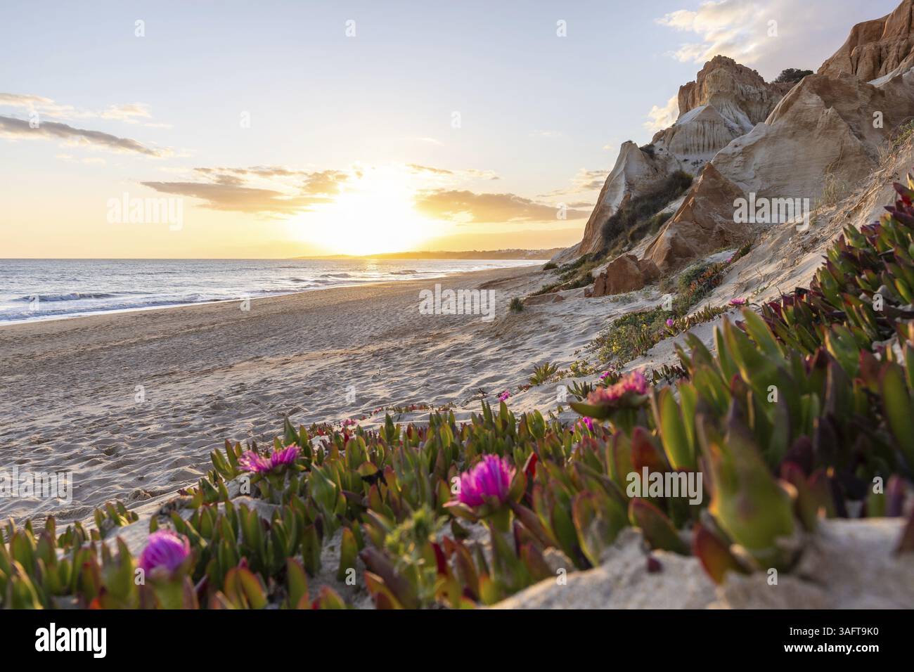 Falaises sur l'Atlantique. Coucher de soleil chaud dans un paysage avec des fleurs violettes, Carpobrotus acinaciformis. Falaises rouges avec des formations à couper le souffle à Praia da Banque D'Images