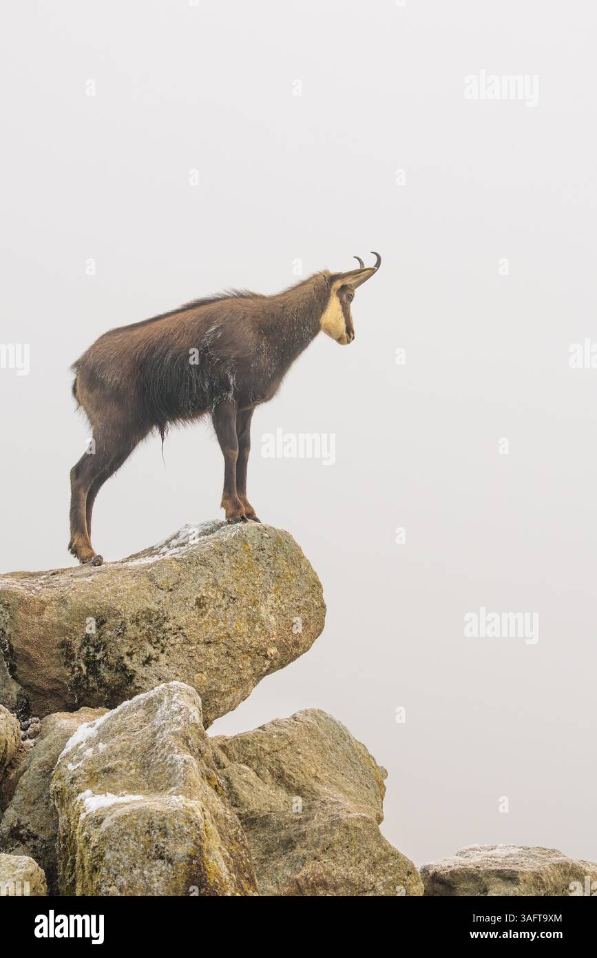 Un chamois mâle adulte (Rupicapra rupicapra) se dresse sur un rocher dans un brouillard dense au lever du soleil, illuminé par un faible rayon solitaire de soleil Banque D'Images