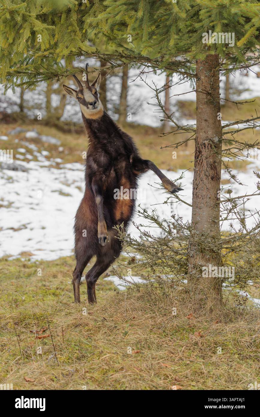 Un chamois mâle adulte (Rupicapra rupicapra) se tient debout sur une prairie partiellement enneigée pour manger les aiguilles d'un épinette Banque D'Images