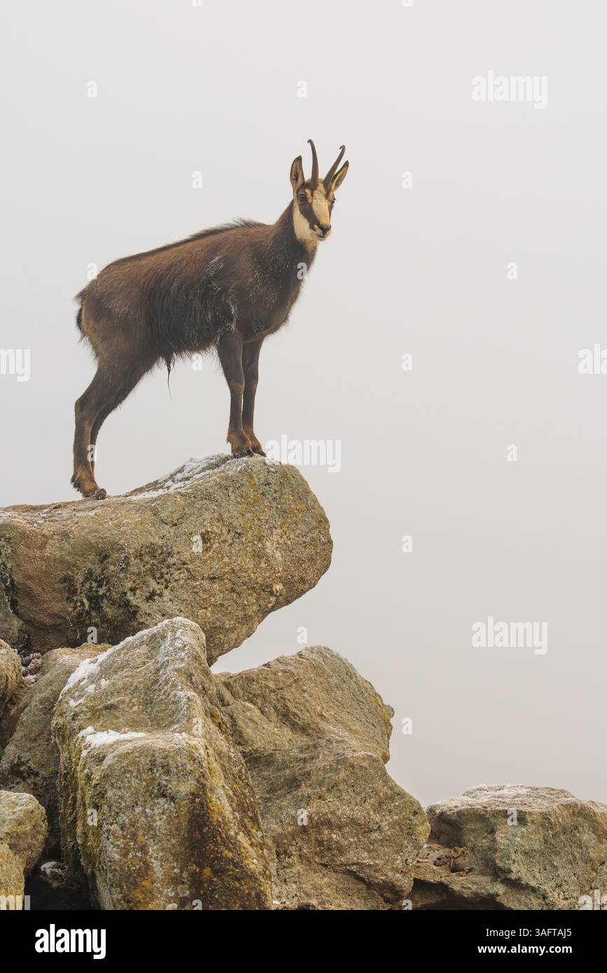 Un chamois mâle adulte (Rupicapra rupicapra) se dresse sur un rocher dans un brouillard dense au lever du soleil, illuminé par un faible rayon solitaire de soleil Banque D'Images