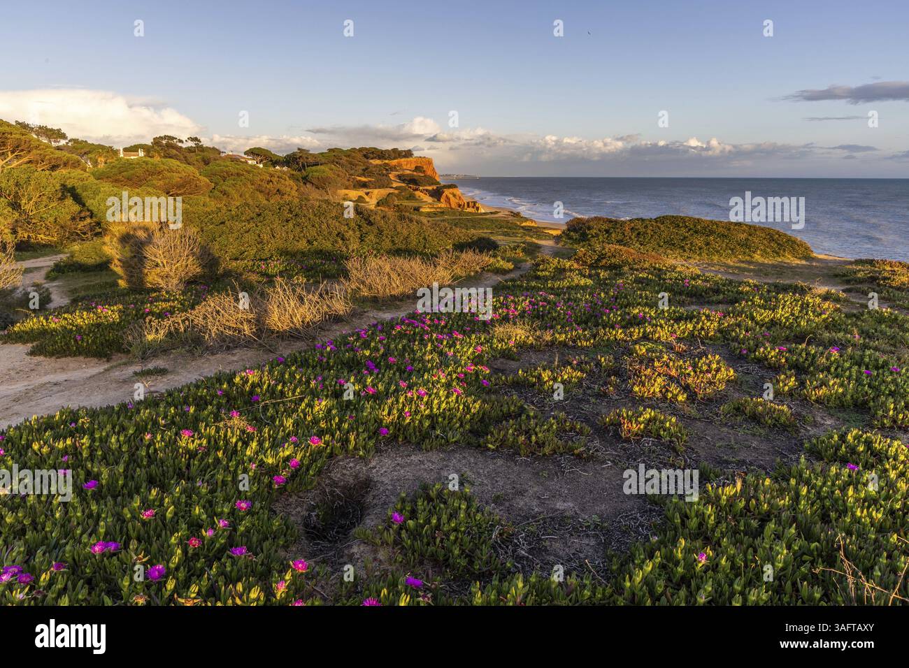 Falaises sur l'Atlantique. Coucher de soleil chaud dans un paysage avec des fleurs violettes, Carpobrotus acinaciformis. Falaises rouges avec des formations à couper le souffle à Praia da Banque D'Images
