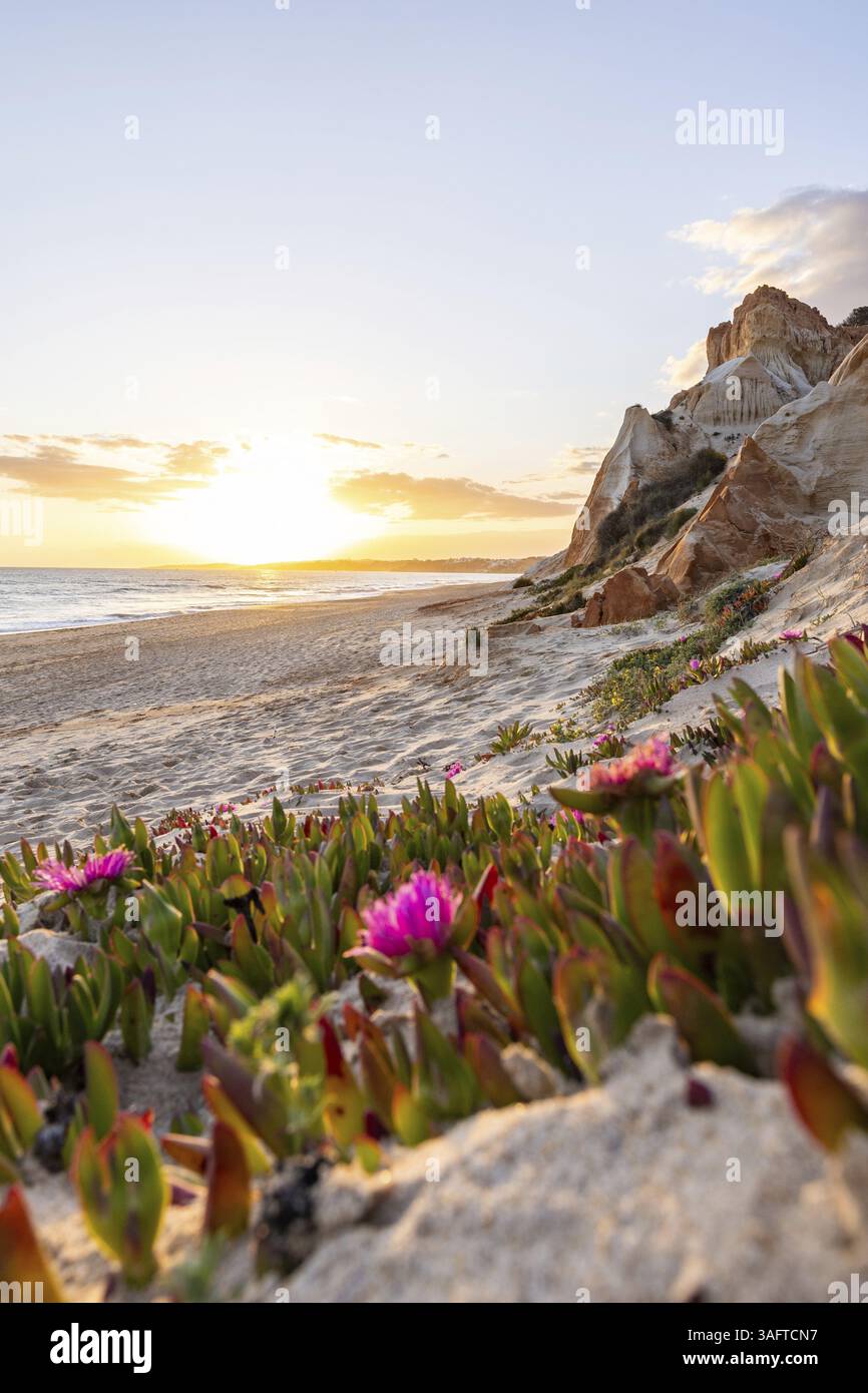 Falaises sur l'Atlantique. Coucher de soleil chaud dans un paysage avec des fleurs violettes, Carpobrotus acinaciformis. Falaises rouges avec des formations à couper le souffle à Praia da Banque D'Images
