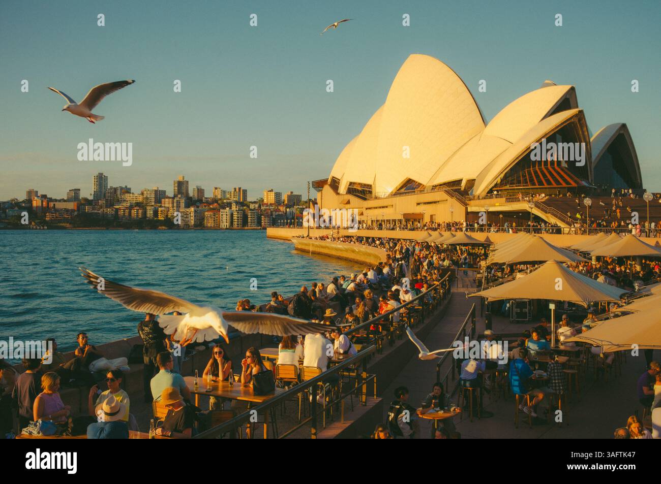 Opéra de Sydney L'un des bâtiments les plus emblématiques d'Australie, situé sur la rive du port de Sydney. des foules de gens qui apprécient un verre à l'extérieur. Banque D'Images