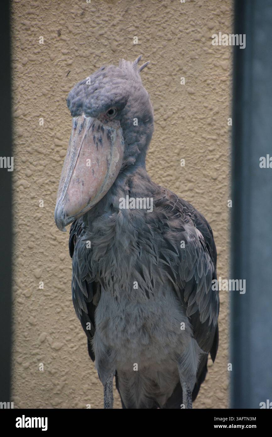 Shoebill Stork alias Balaeniceps Rex Banque D'Images