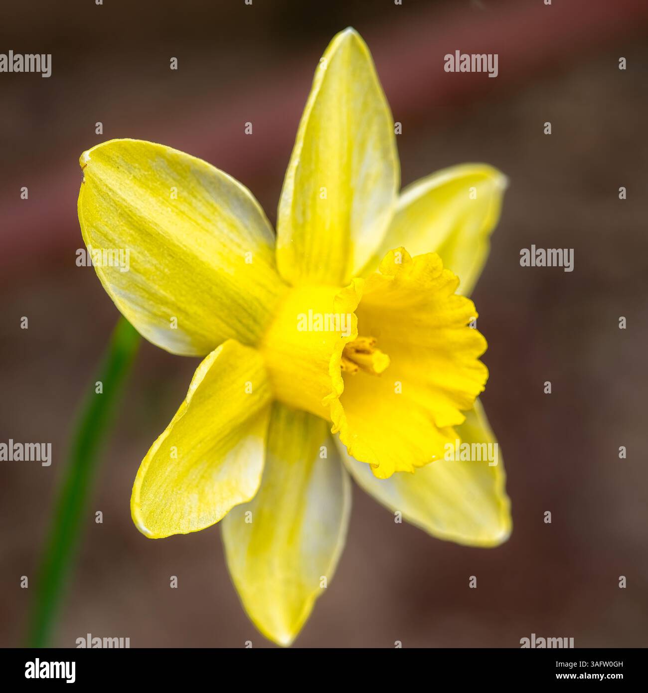 Une fleur de jonquille jaune et blanche en fleur, photographiée en gros plan avec une texture de pétales claire et des détails de trompette sur un fond doux. Banque D'Images