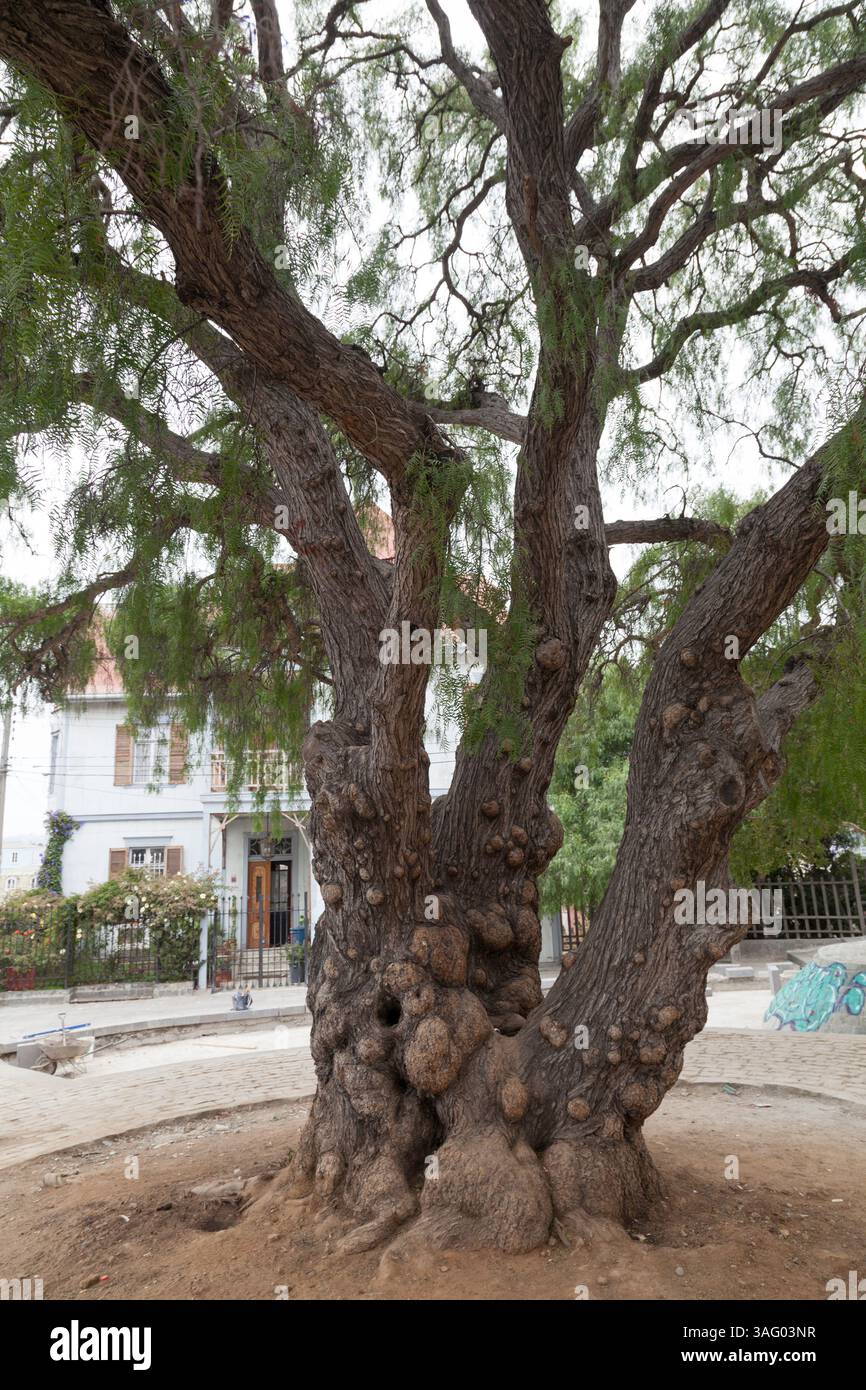Arbre à poivre péruvien au Chili Banque D'Images