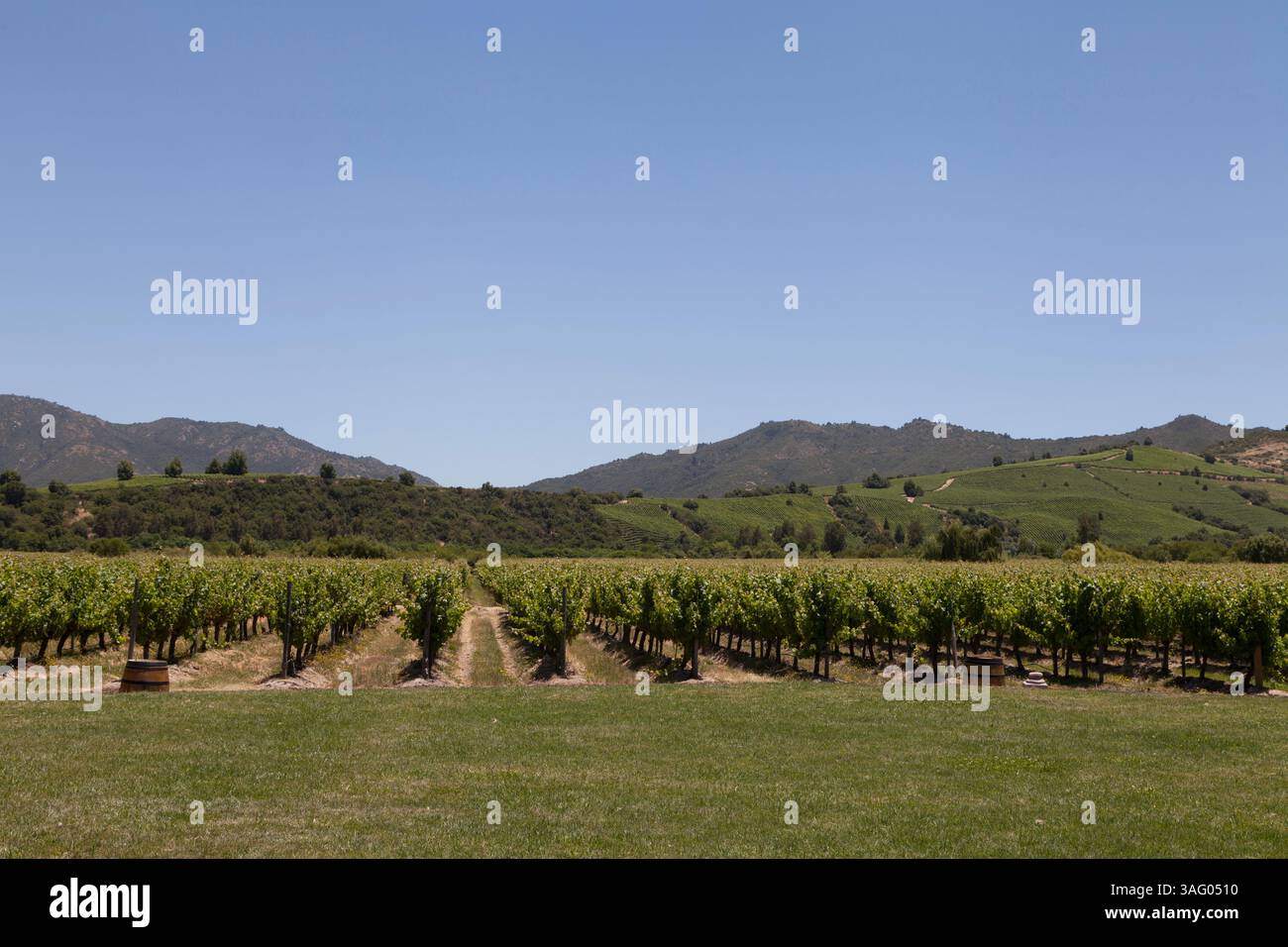 Vew du vignoble luxuriant du Chili, entouré de montagnes verdoyantes et d'un ciel bleu. Les vignes vibrantes créent un paysage serein, capturant l'essence du Chili Banque D'Images
