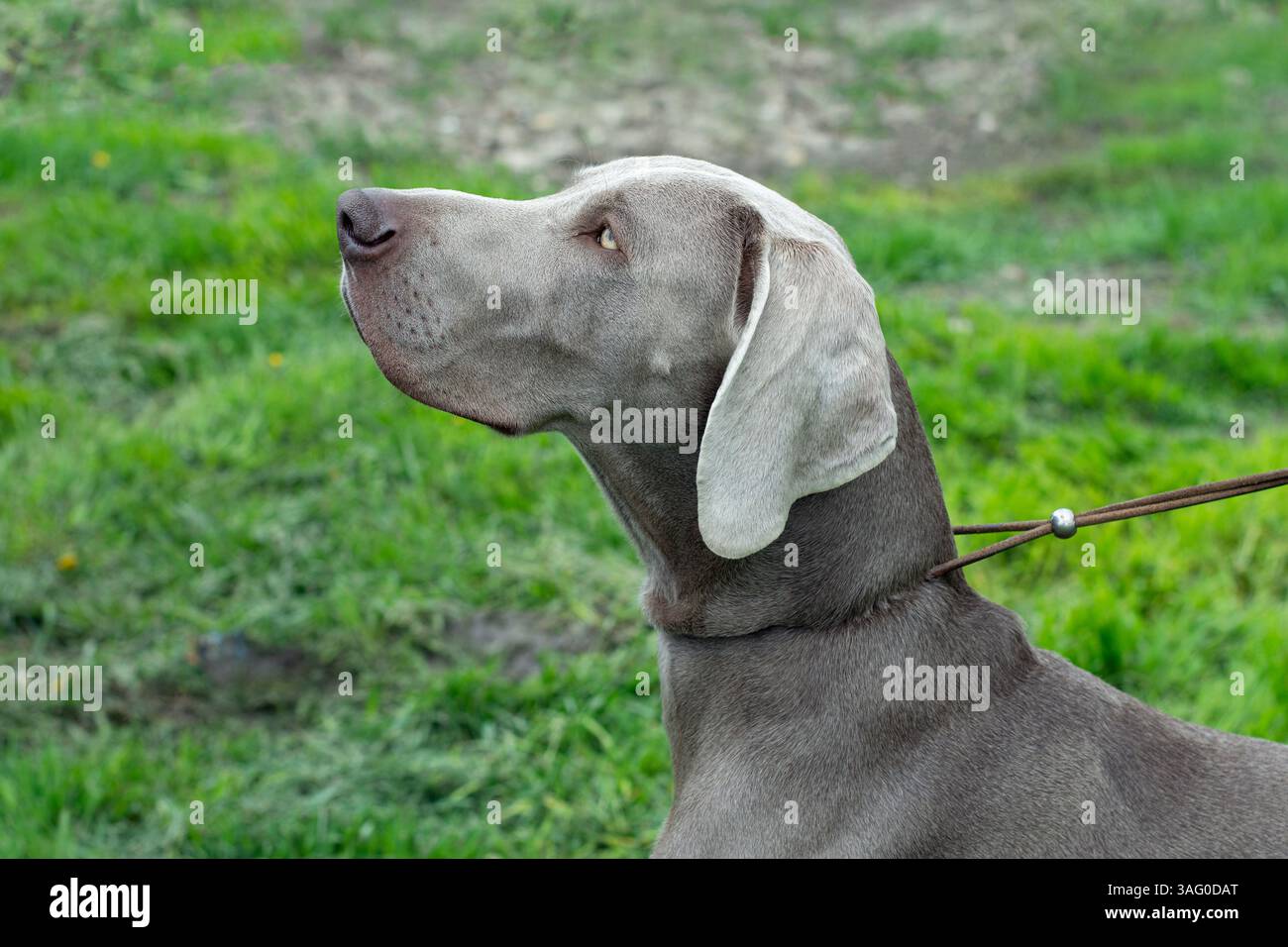 Portrait de côté gros plan de chien de Weimaraner en plein air Banque D'Images
