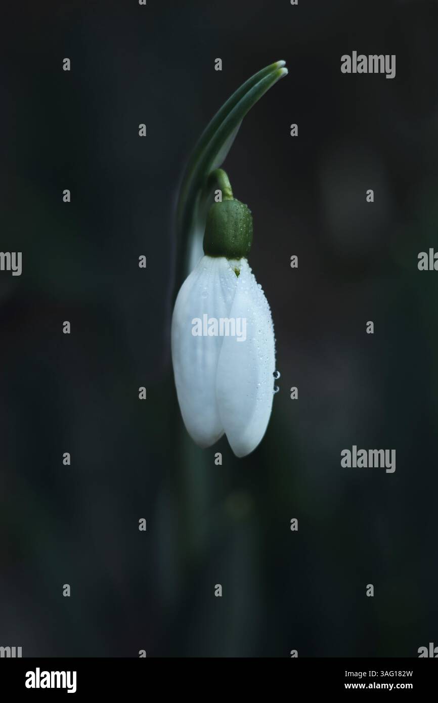 Goutte de neige délicate recouverte de rosée, capturée dans la douce lumière du matin. Utilisation d'illustration botanique, vue de côté macro d'une fleur de goutte de neige avec de la rosée Banque D'Images