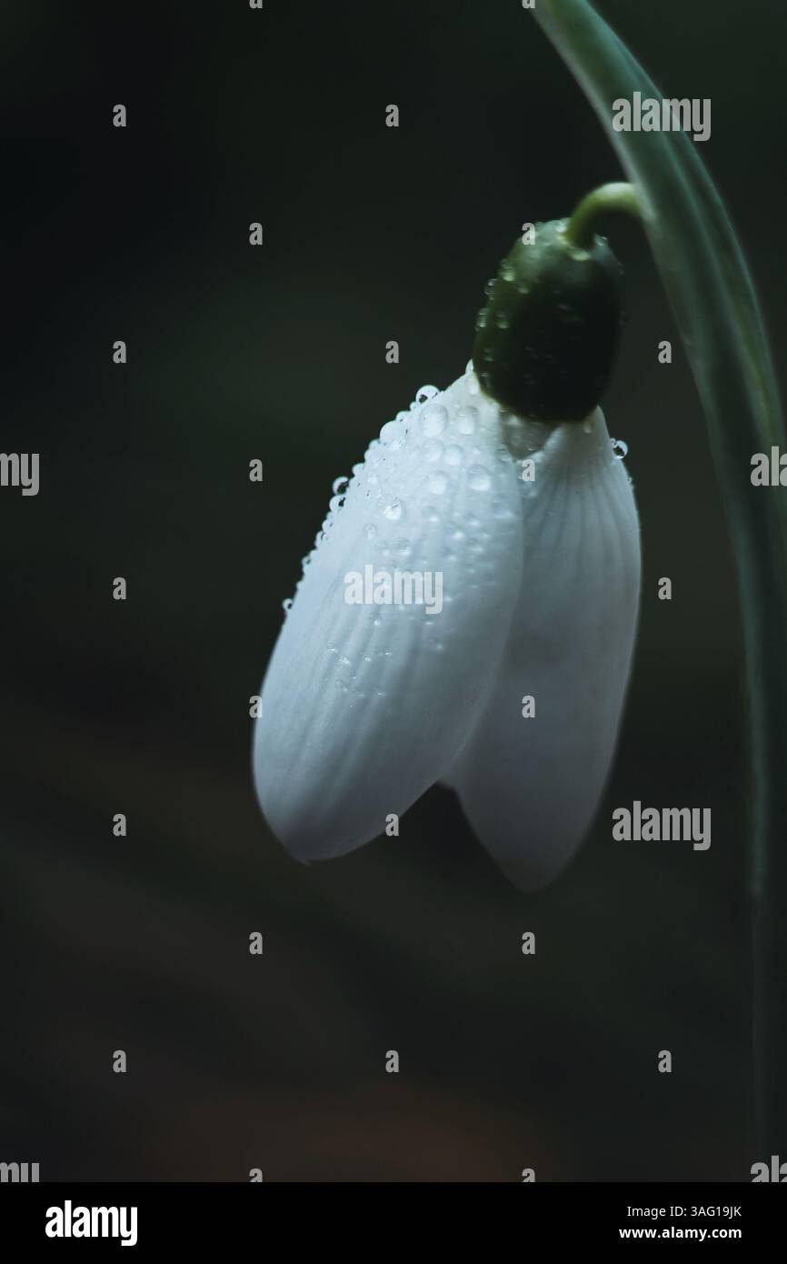 Macro vue latérale d'une fleur de goutte de neige avec rosée. . Goutte de neige délicate recouverte de rosée, capturée dans la douce lumière du matin Banque D'Images