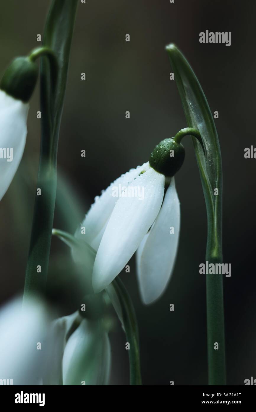 La délicate goutte de neige recouverte de rosée, capturée dans la douce lumière du matin, évoque la beauté tranquille du début du printemps. Tôt le matin, illustration botanique Banque D'Images