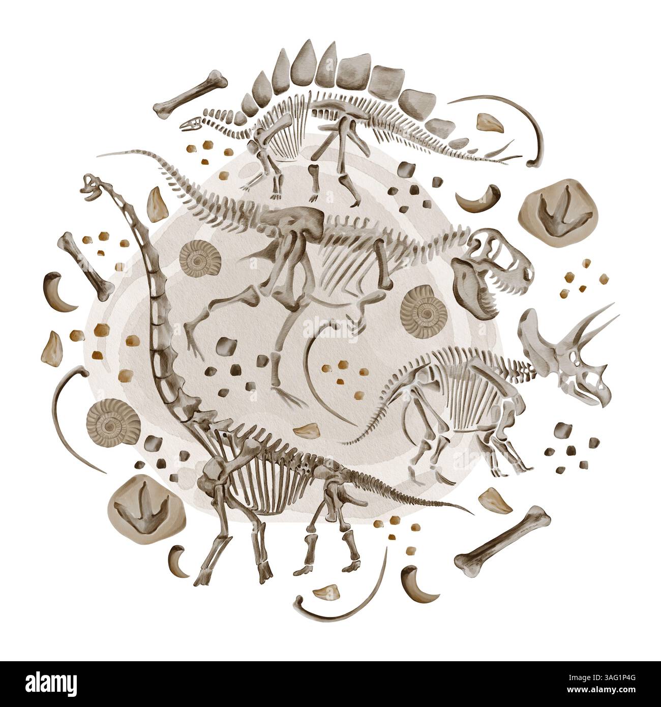 Ensemble de squelettes de dinosaures. Stegosaurus, theranosaurus et tricératops. Ossements et fossiles sur une petite pierre. Arrière-plan partiel au centre Banque D'Images