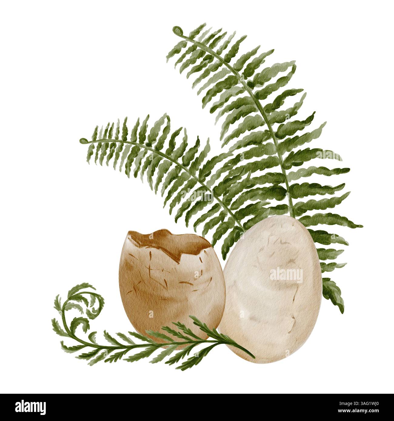 Oeufs aux herbes. Fossiles préhistoriques. Oeufs de dinosaure dans la fougère. Plantez des feuilles et des œufs de reptiles cassés. Illustration aquarelle sans fond. Main Banque D'Images