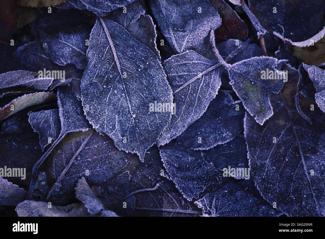 Vue de dessus de feuilles tombées givrées dans des teintes froides. Les feuilles d'automne couvertes de gel forment une tapisserie calme et texturée, faisant écho à l'immobilité et au passage du temps Banque D'Images