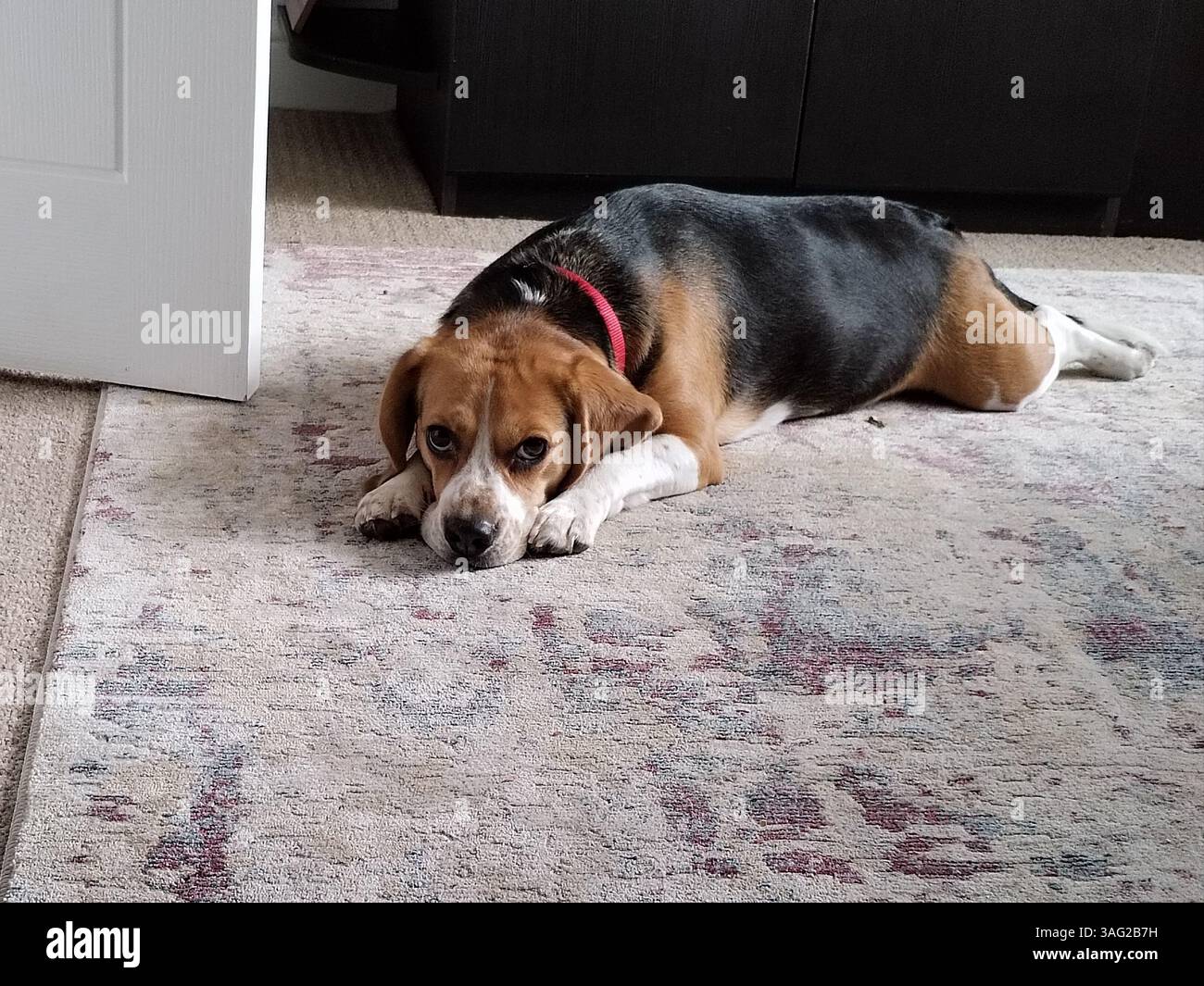 Beagle Dog allongé sur tapis regardant la caméra Banque D'Images