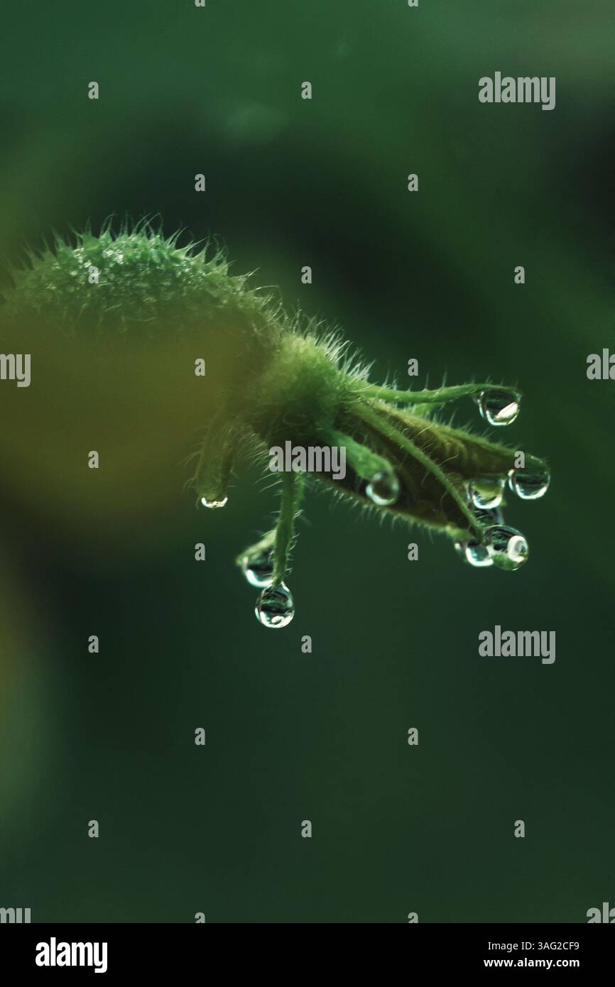 Plan macro d'ovaire de concombre avec des gouttelettes d'eau, gros plan botanique. Ovaire délicat de concombre avec des gouttes d'eau scintillantes, capturées dans Li doux matin Banque D'Images