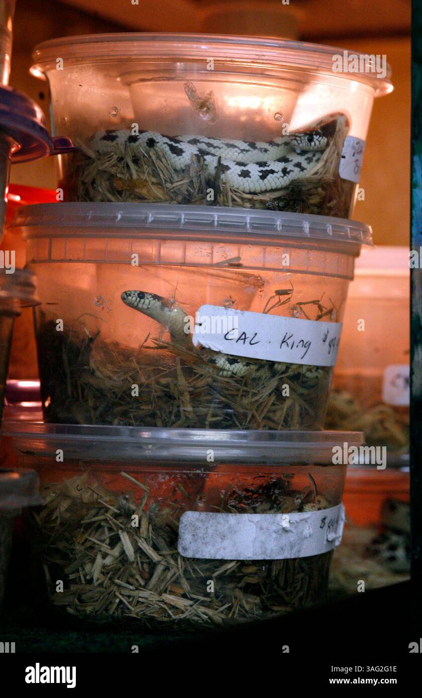 21 mai 2008 - New Port Richey, Floride, États-Unis - les conteneurs de bébés serpents California King attendent d'être vendus chez Mr. Weebees Pets sur SR 54 à New Port Richey. L'animalerie est inhabituelle car le propriétaire Phil Gonthier fait 80 pour cent de l'élevage des animaux sur place. Cela permet de manipuler l'animal de compagnie d'un bébé qui fait un animal dompteur et mieux ajusté avant de le ramener à la maison. Il y a plus de 10 000 pieds carrés qui abrite des étangs de poissons et des aires de reproduction pour les oiseaux, les reptiles, les rongeurs, les lapins, les cobayes et les planeurs à sucre. Phil et son épouse Sharon travaillent dans le commerce de gros d'animaux de compagnie depuis 25 ans. Lui Banque D'Images