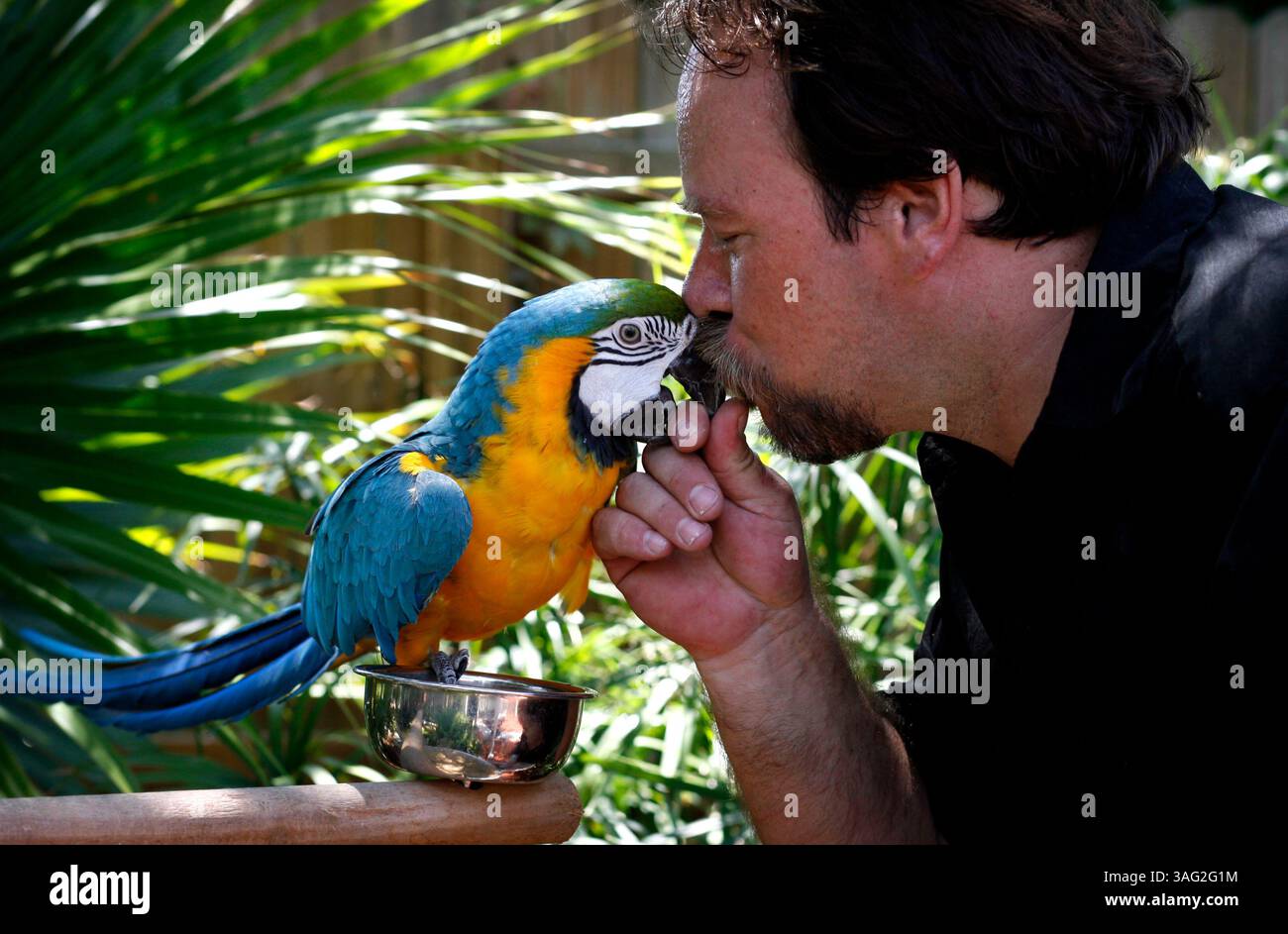 New Port Richey 5/21/08) 2. Phil Gonthier donne un baiser à Big Bird, un aras bleu et or de 2 1/2 ans dans la volière extérieure de Mr. Weebees Pets sur SR 54 à New Port Richey. L'animalerie est inhabituelle car le propriétaire Phil Gonthier fait 80 pour cent de l'élevage des animaux sur place. Cela permet de manipuler l'animal de compagnie d'un bébé qui fait un animal dompteur et mieux ajusté avant de le ramener à la maison. Il y a plus de 10 000 pieds carrés qui abrite des étangs de poissons et des aires de reproduction pour les oiseaux, les reptiles, les rongeurs, les lapins, les cobayes et les planeurs à sucre. Phil et sa femme Sharon ont été dans le busi de gros d'animaux de compagnie Banque D'Images