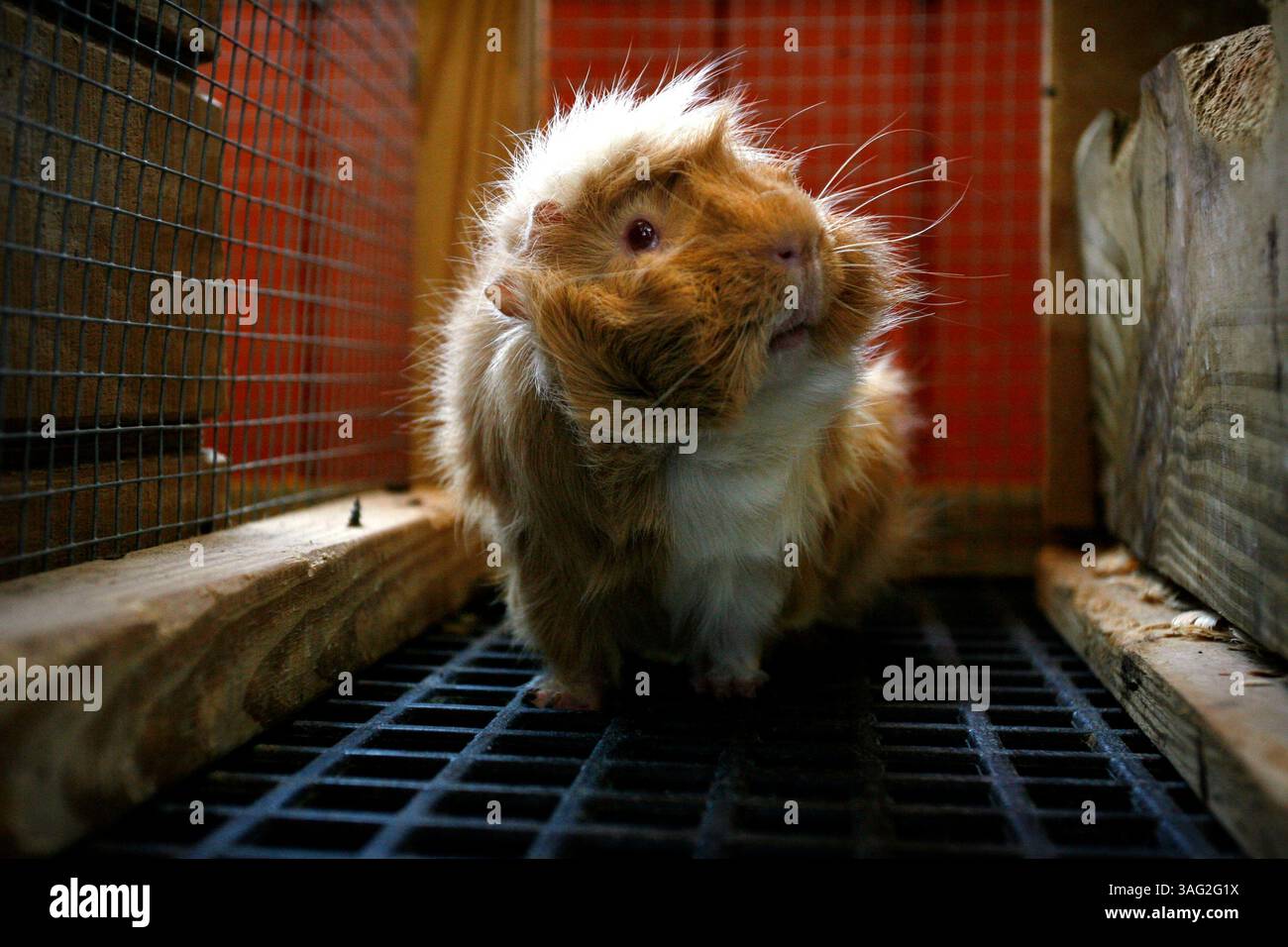21 mai 2008 - New Port Richey, Floride, États-Unis - Un cobaye à poil long est assis dans sa cage dans la baie de reproduction de Mr. Weebees Pets sur SR 54 à New Port Richey. L'animalerie est inhabituelle car le propriétaire Phil Gonthier fait 80 pour cent de l'élevage des animaux sur place. Cela permet de manipuler l'animal de compagnie d'un bébé qui fait un animal dompteur et mieux ajusté avant de le ramener à la maison. Il y a plus de 10 000 pieds carrés qui abrite des étangs de poissons et des aires de reproduction pour les oiseaux, les reptiles, les rongeurs, les lapins, les cobayes et les planeurs à sucre. Phil et son épouse Sharon travaillent dans le commerce de gros d'animaux de compagnie depuis 25 ans. Banque D'Images
